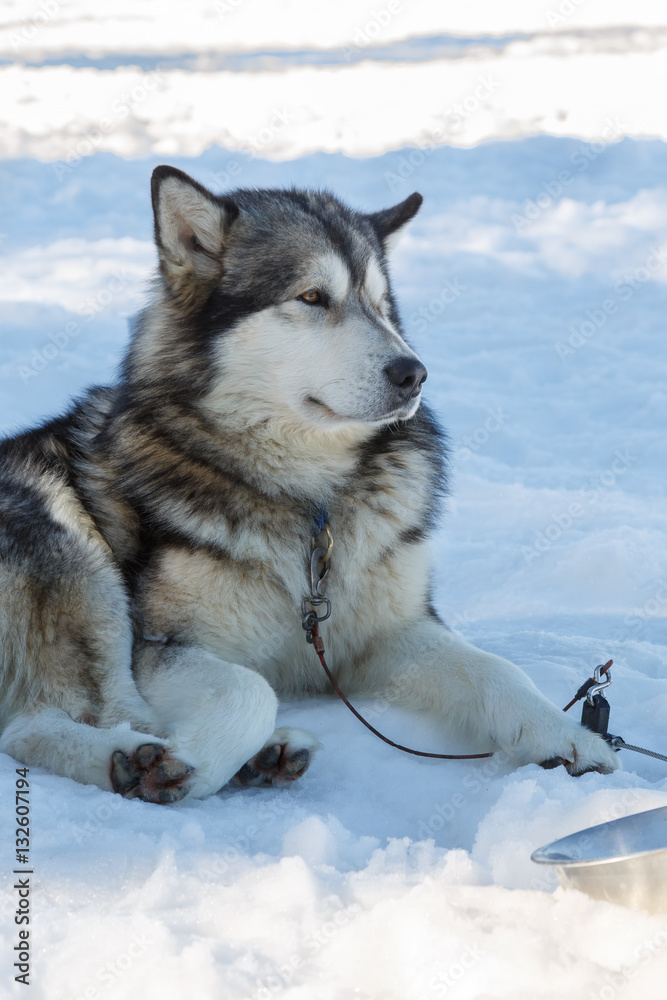 Naklejka premium husky dog lying on snow. waiting for the dog owner
