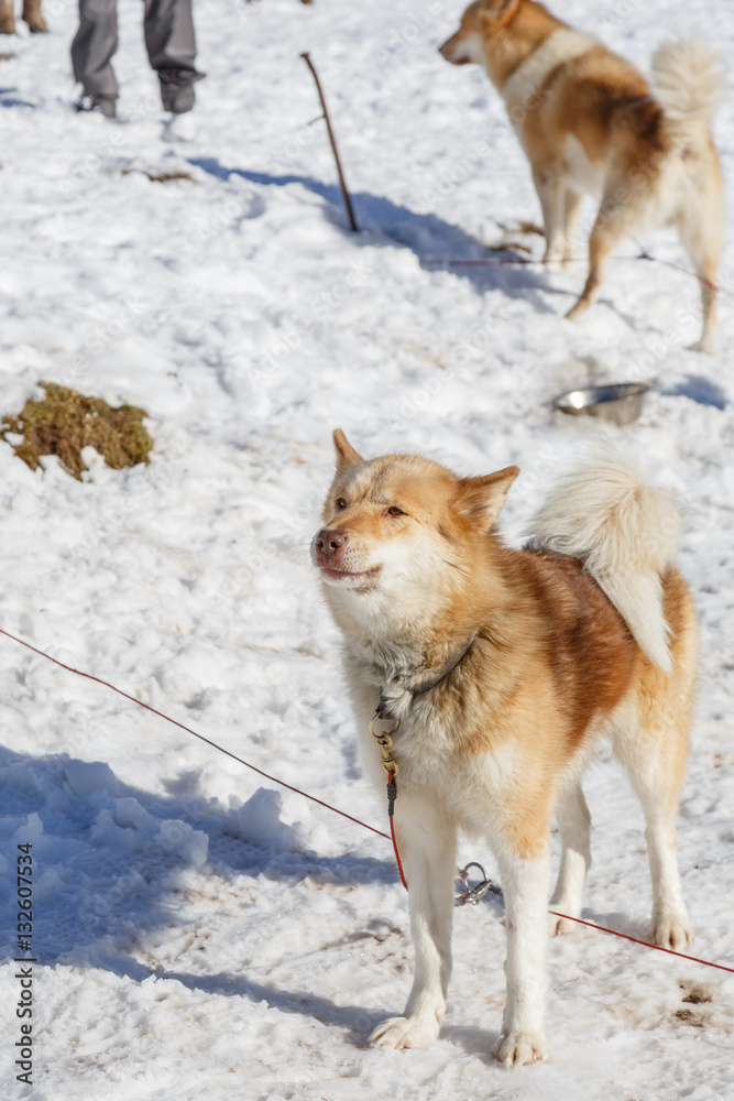 Naklejka premium Husky dog standing in the snow. dog waiting for the owner