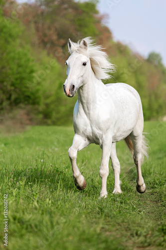 White horse running gallop.