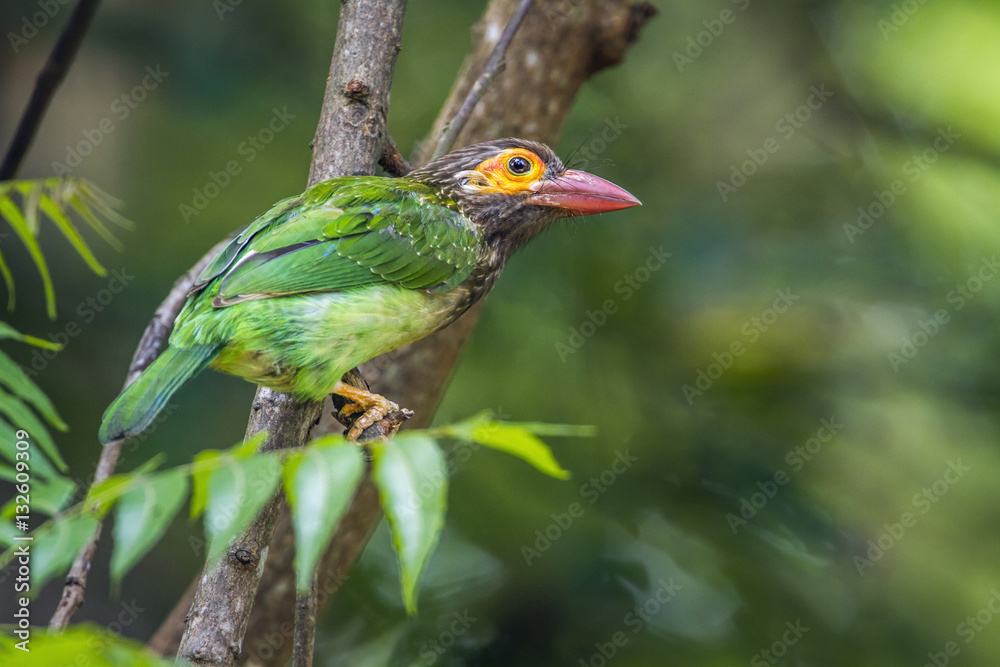 Obraz premium Brown-headed barbet in Minneriya national park, Sri Lanka