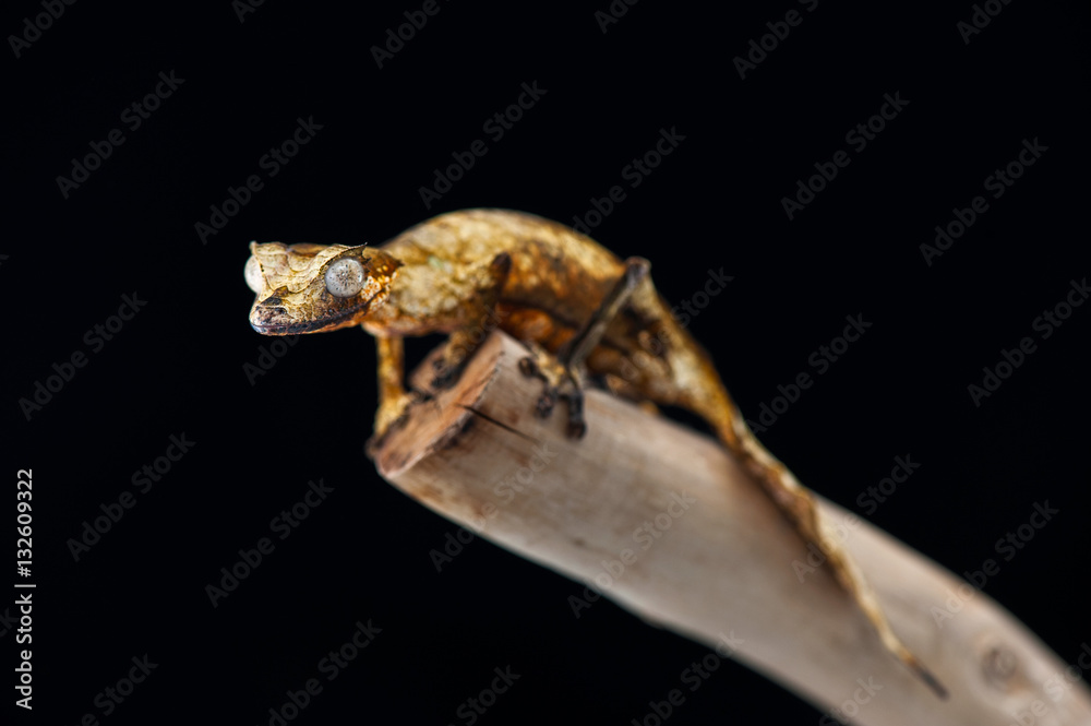gecko black background