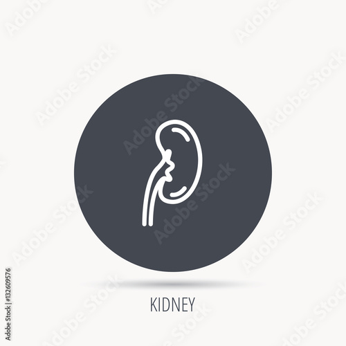 Kidney icon. Transplantation organ sign. Nephrology symbol. Round web button with flat icon. Vector