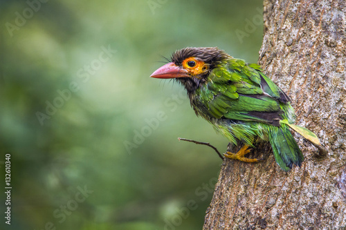 Brown-headed barbet in Minneriya national park, Sri Lanka photo