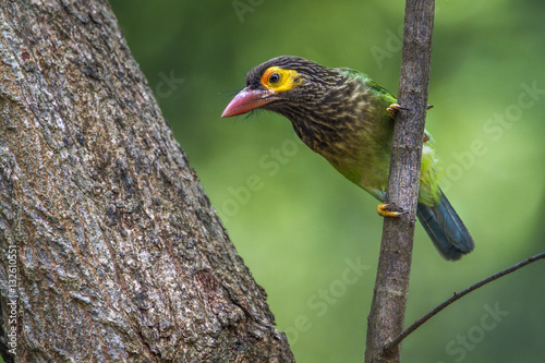 Brown-headed barbet in Minneriya national park, Sri Lanka photo