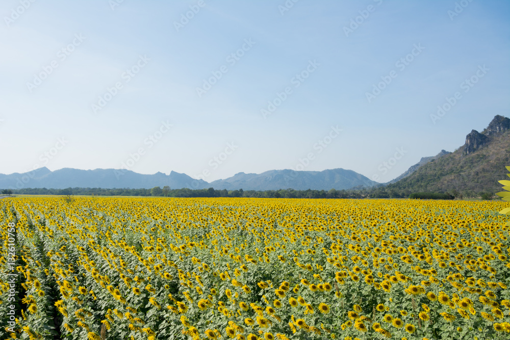 sun flower on day view background