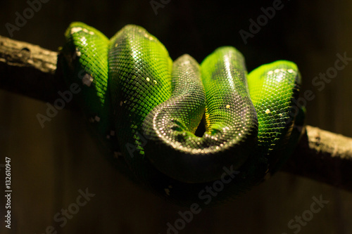 Shake. Green python (Morelia viridis). Morelia Viridis Shake