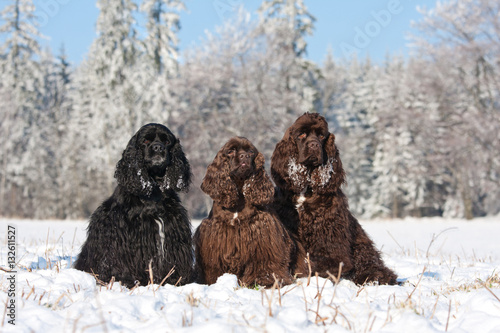 Fotografi Portrait of three nice american cocker spaniel