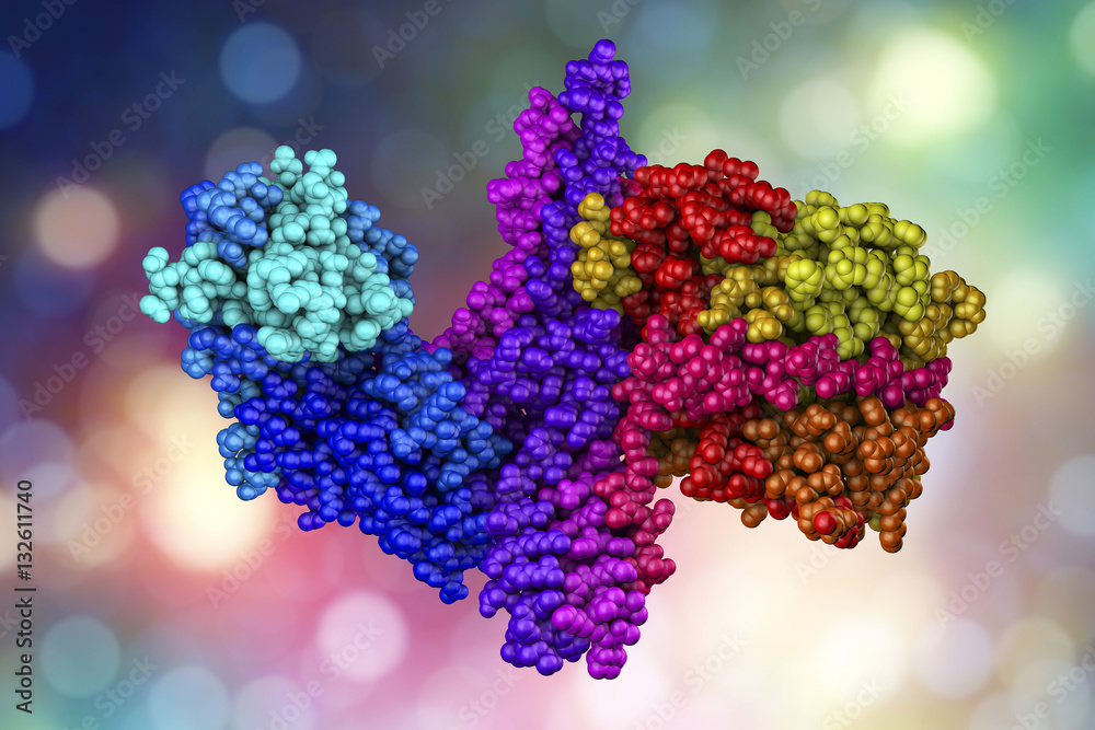 Neurotoxin of type A of bacterium Clostridium botulinum which causes ...