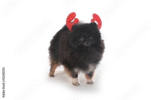 pomeranian dog rendeir