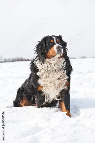 Fototapeta Naklejka Na Ścianę i Meble -  Portrait of nice bernese mountain dog
