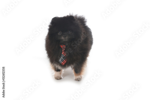 Pomeranian with tie