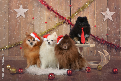 Christmas dogs tie hat