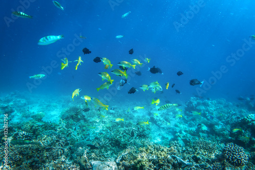 Fototapeta Naklejka Na Ścianę i Meble -  Underwater coral reef and fish in Indian Ocean, Maldives.