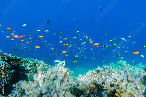 Underwater coral reef and fish in Indian Ocean  Maldives.
