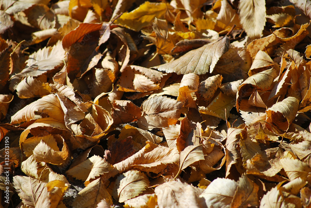 foglie secche in autunno foglie secche in autunno