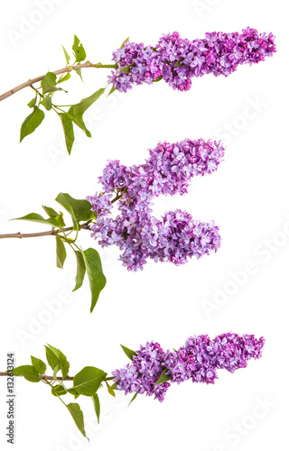 Flowering branch of lilac. isolated on white background. Set