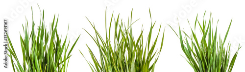Green grass isolated on white background. Set