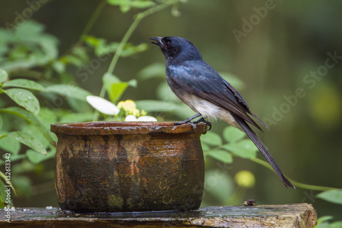 White-bellied drongo in Minneriya national park, Sri Lanka photo