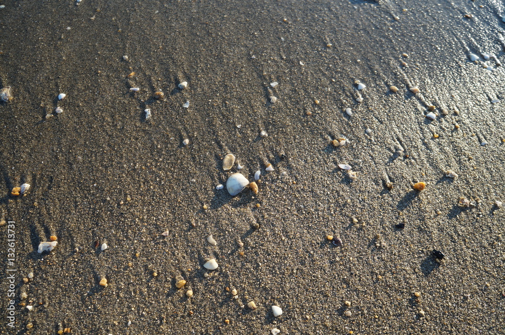 Shells in the sand Shells in the sand