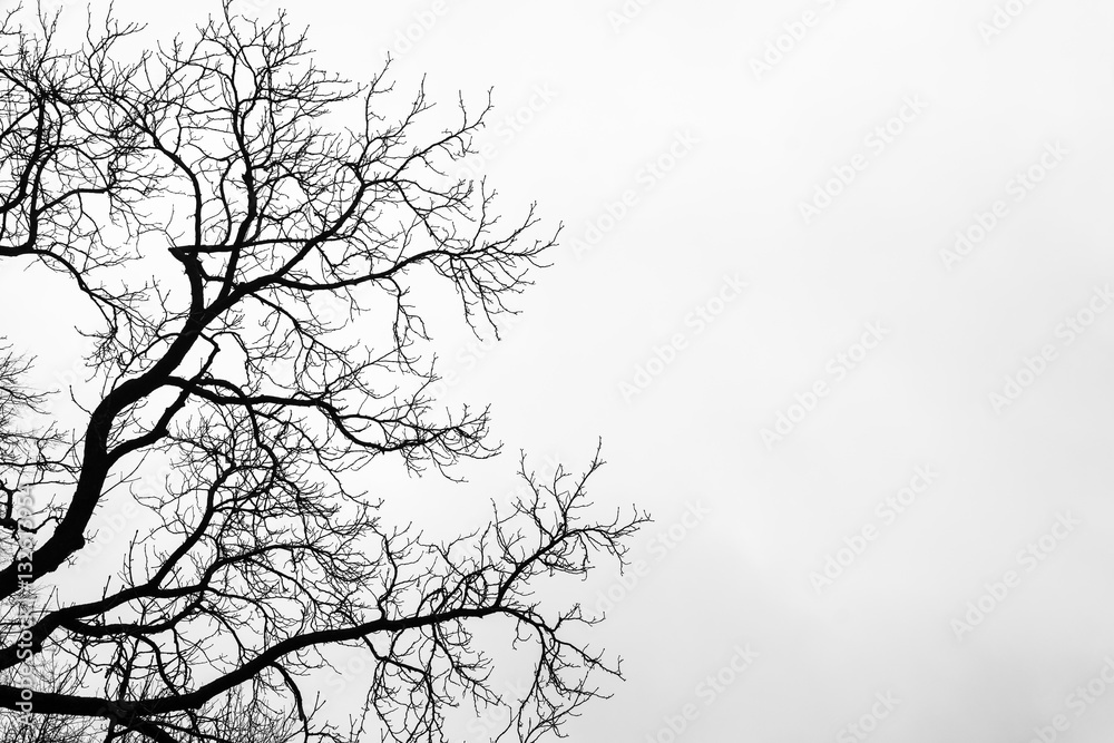 Obraz premium Bare tree branches on white sky background.