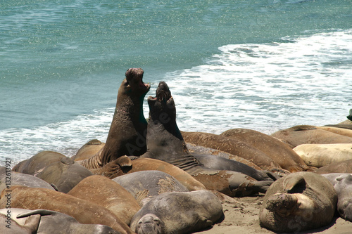 sea lion