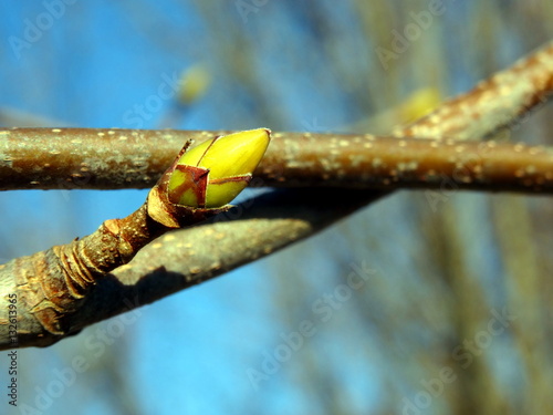 Common hornbeam bud