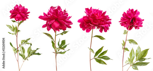 Fototapeta Naklejka Na Ścianę i Meble -  red peony flower. Isolated on white background. Set