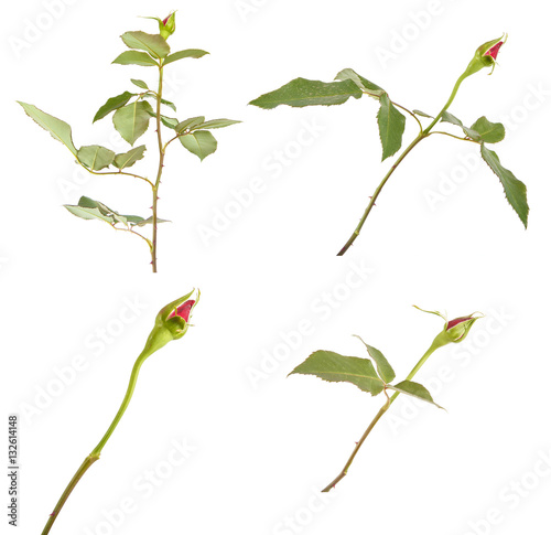 young sprout roses with tight buds. isolated on white background