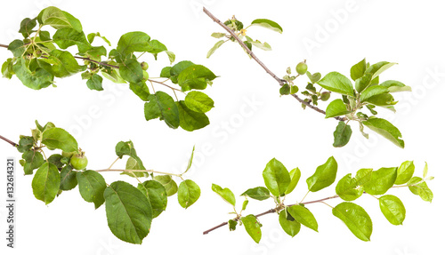 apple-tree branch with green leaves. Isolated on white backgroun