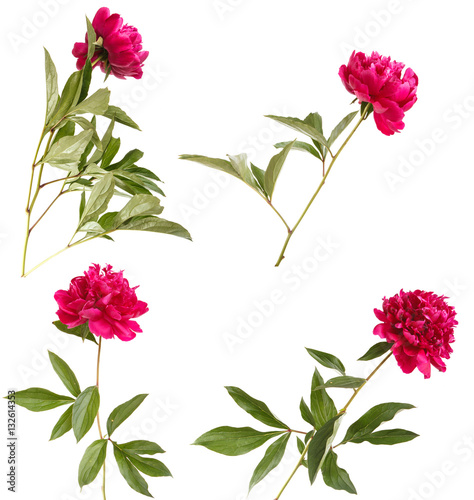 Fototapeta Naklejka Na Ścianę i Meble -  red peony flower. Isolated on white background
