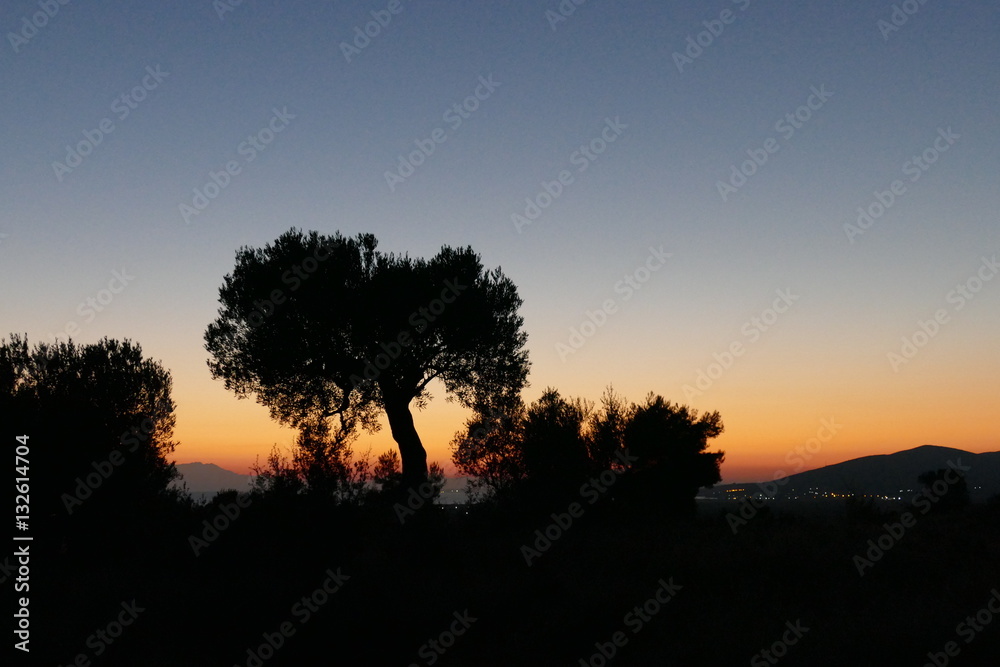 Sonnenuntergang mit Olivenbaum im Vordergrund 