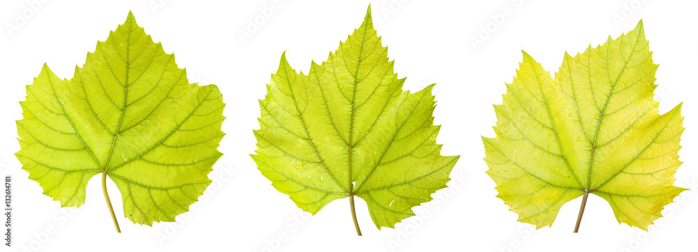 grape leaf. isolated on white background grape leaf. isolated on white background