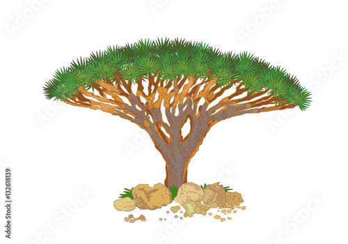 Dracaena cinnabari, vector color illustration