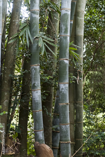 Bambou, Phyllostachys nigra 'Henonis'
