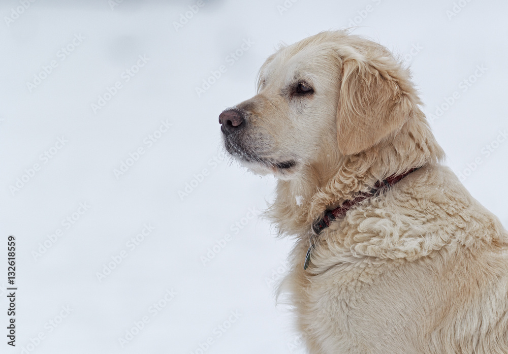 White labrador in the snow