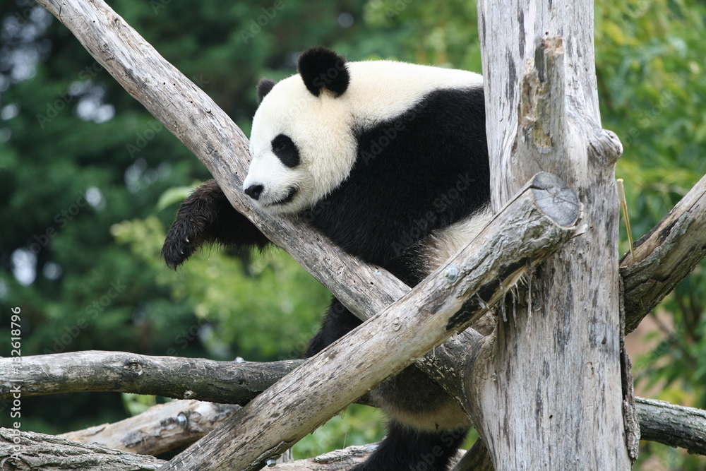 Fototapeta premium Panda Géant