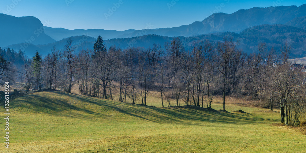 Horizontal group of trees on a meadow