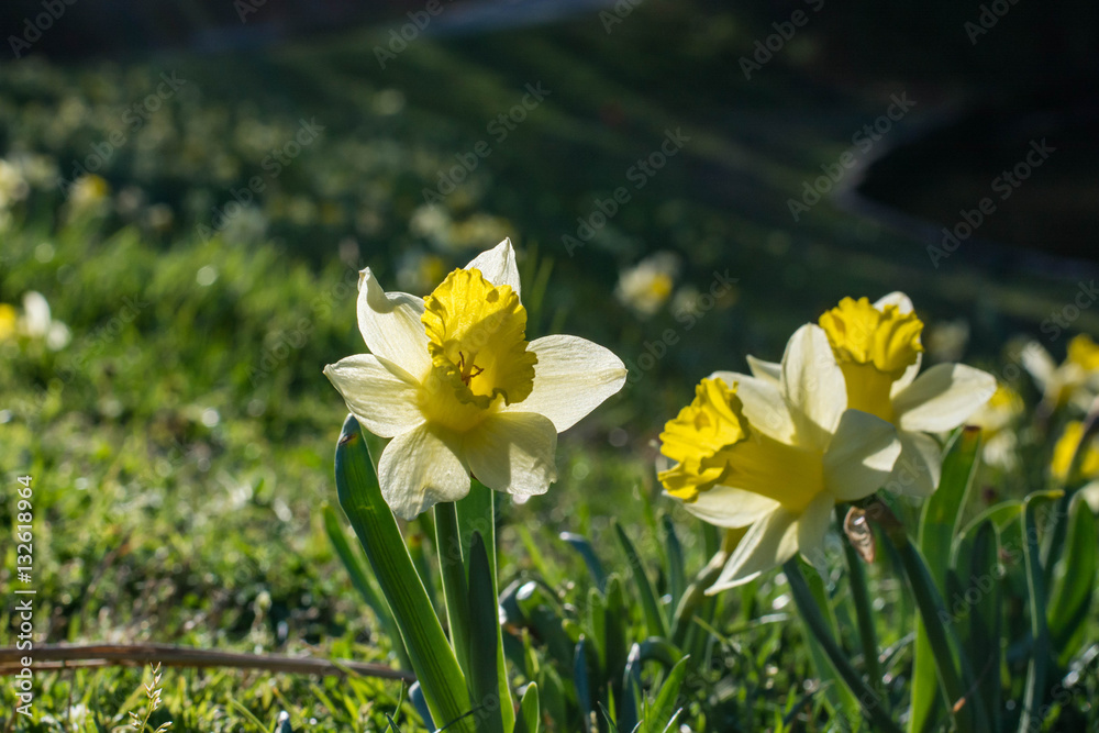 Daffodil flowers in spring sun warmth. New flowers. Daffodil flowers in spring sun warmth. New flowers.