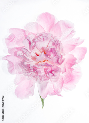 peony flower isolated