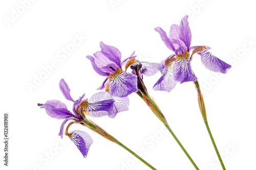 Fototapeta Naklejka Na Ścianę i Meble -  iris flower
