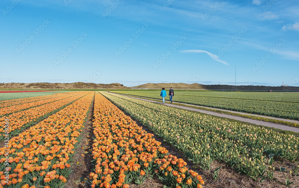 Flowering Zijpe is an organized walk through the flowering field