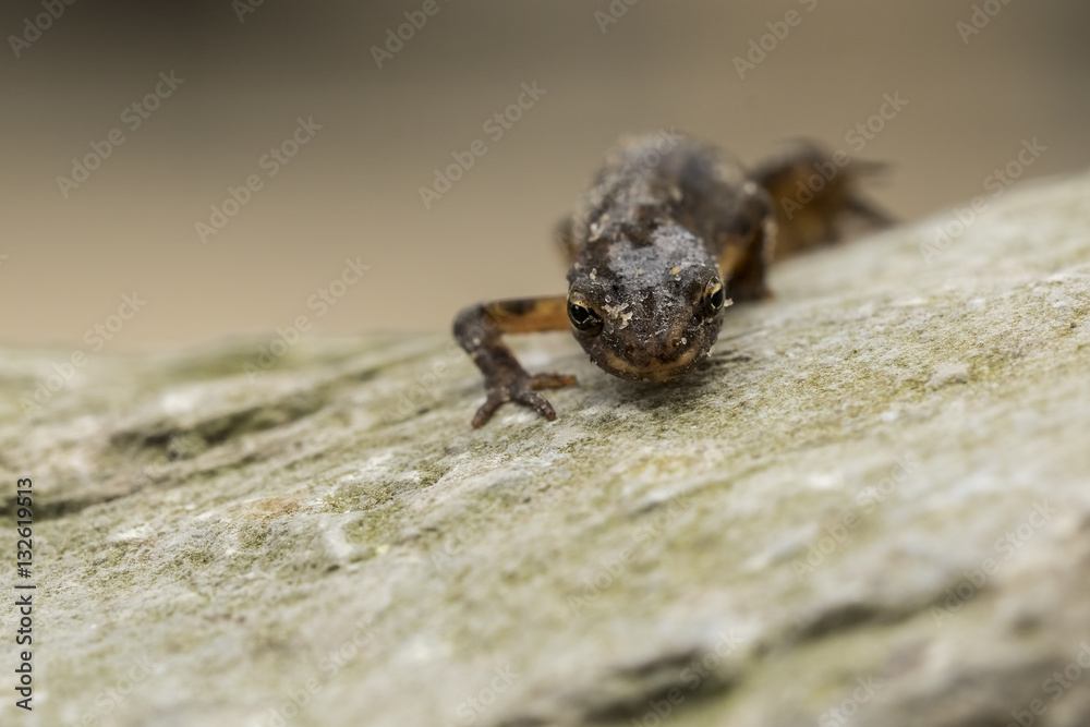 Smooth newt Lissotriton vulgaris portrait Smooth newt Lissotriton vulgaris portrait