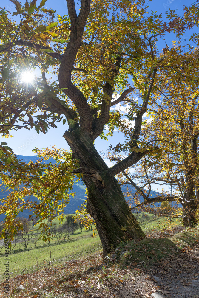 Obraz premium Castagno a Volturno 