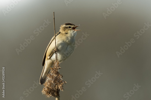 Sedge Warbler, Acrocephalus schoenobaenus, singing photo