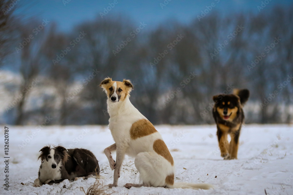 Naklejka premium The Silken Windhound