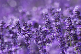 lavender flowers