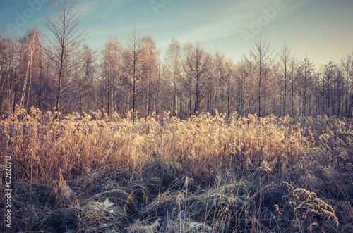 Frozen meadow in cold autumn morning