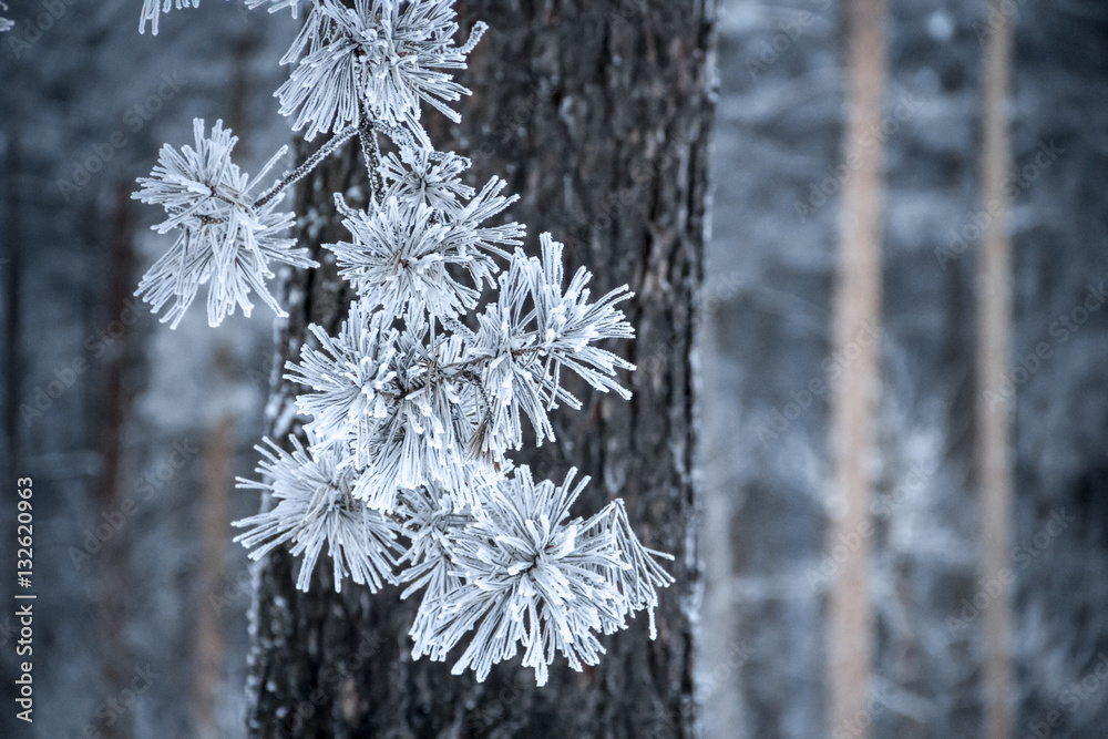 Winter, pine forest. Pine branch with needles covered by frost. Forest trees in the background. Focus on needles.