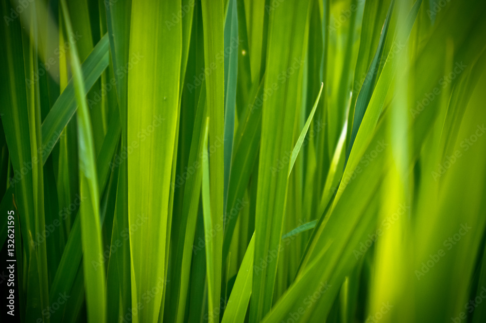 Thickets of green grass on the river banks Thickets of green grass on the river banks