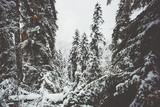 Winter snowy Coniferous Forest and Mountains Landscape Travel serene scenic view cold weather